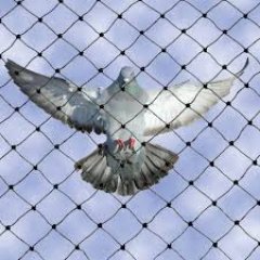 Pigeon Control 0556735858