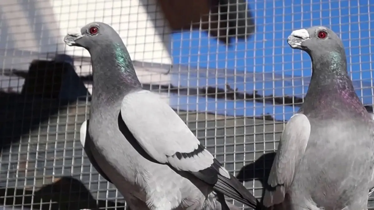 Best Pigeons Control In Umm Al Quwain 0556735858